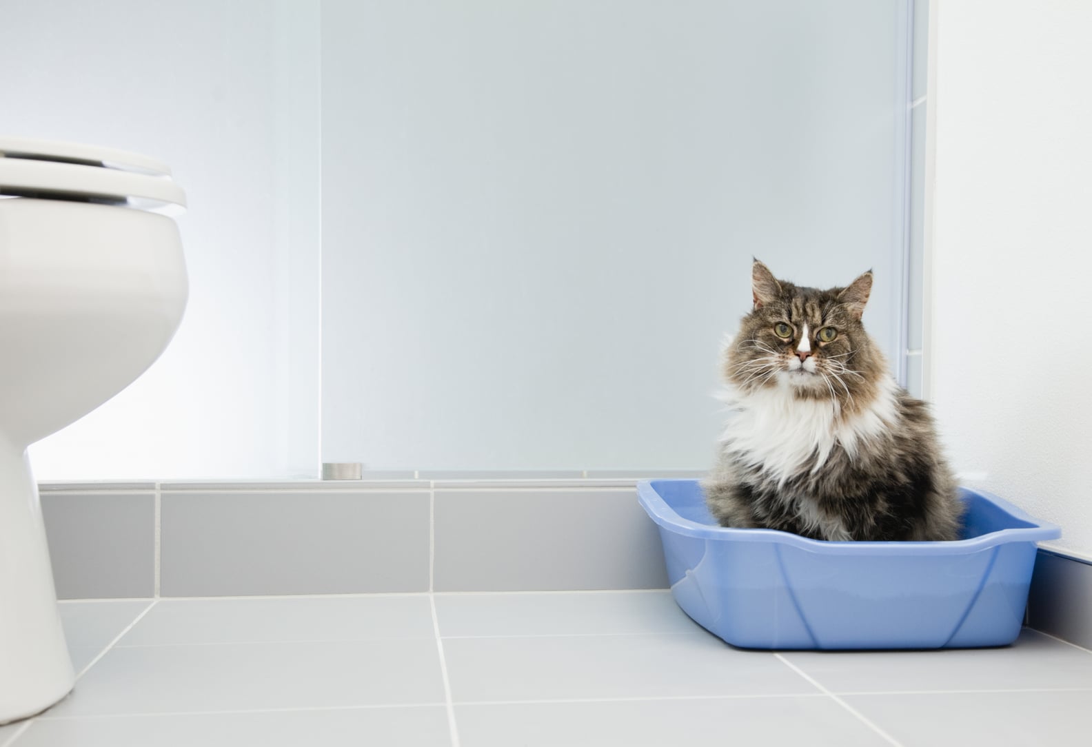 How to Control Litter Box Odor POPSUGAR Pets