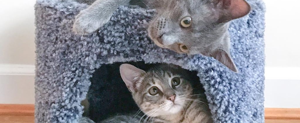 Reasons to Adopt 2 Cats at the Same Time