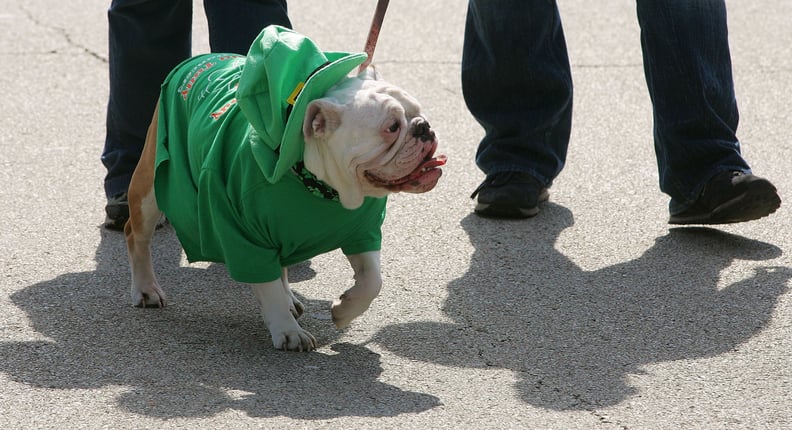 Dogs, too, get into the holiday spirit, wearing little green sweaters.