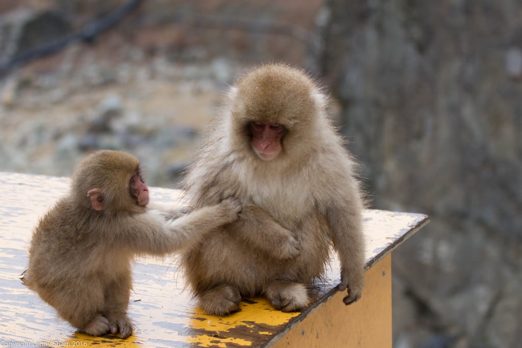 Jigokudani Snow Monkey Park