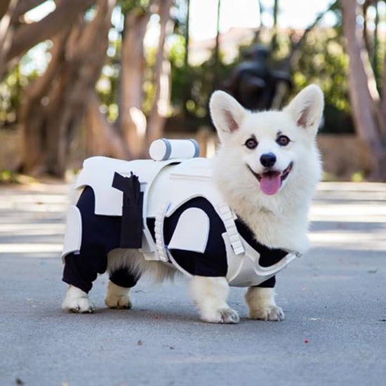 Corgi Stormtrooper Video