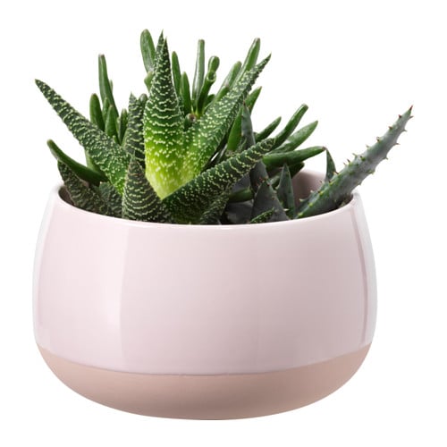 Succulent Plant With Pink Pot ($15)