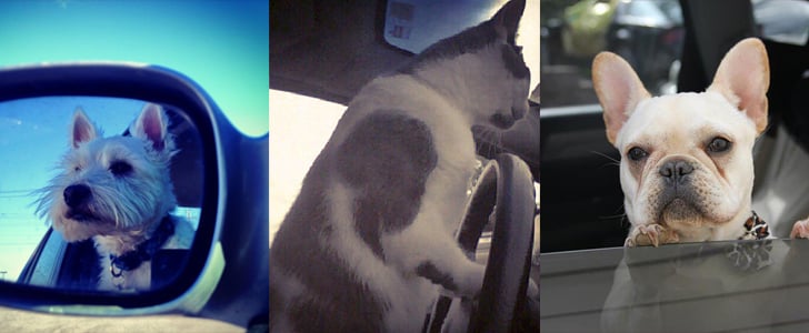 Dogs and Cats in Cars | Pictures
