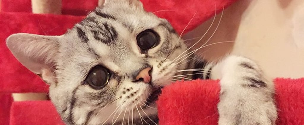 Saddest Cat on the Internet | Pictures