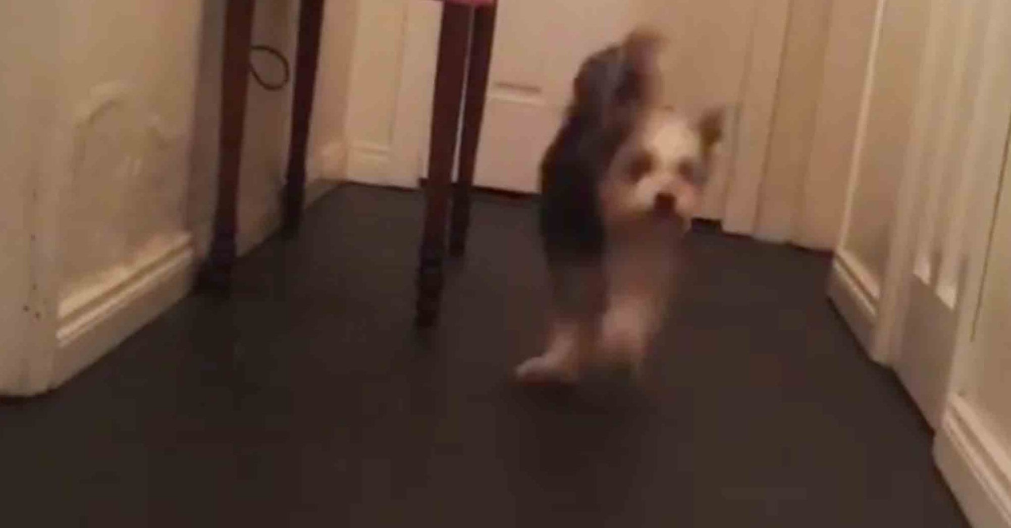 Dog That Jumps Like a Rabbit POPSUGAR Family