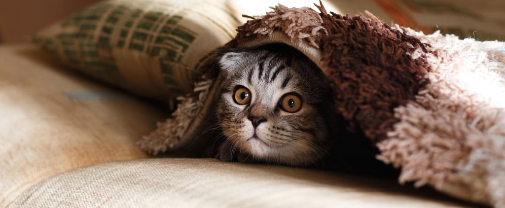 Is CBD Oil Safe For Pets?