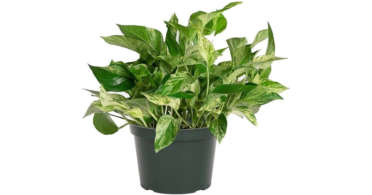Pothos Marble Best Houseplants For Cold and Flu POPSUGAR Home Photo 3