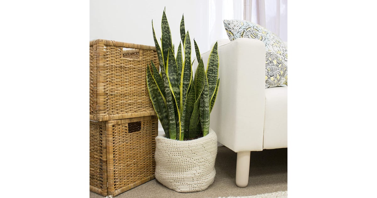 Snake Plant Best Indoor Plants That Help You Sleep POPSUGAR Home UK