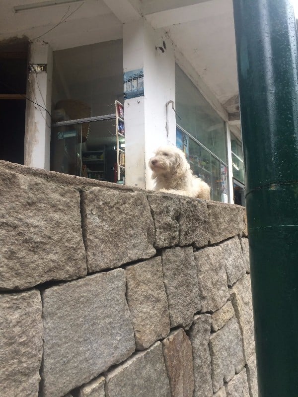 Street Dogs in Peru