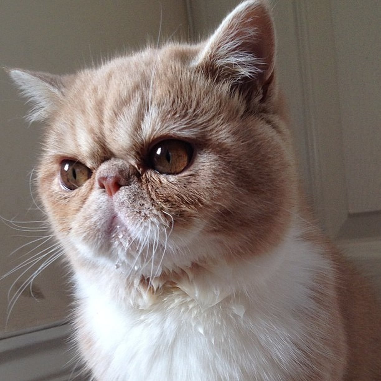 Cat Slang POPSUGAR Tech