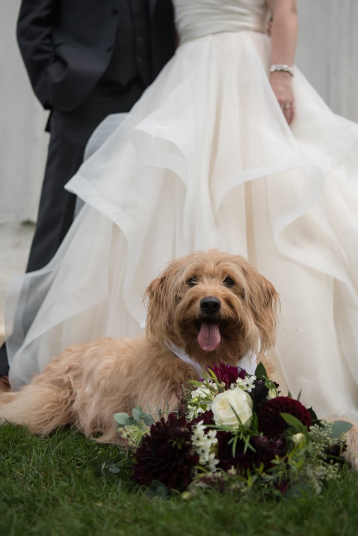 Dogs in Weddings | POPSUGAR Family Photo 126
