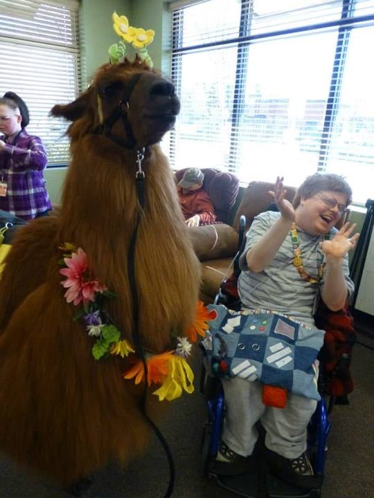 Rojo the Therapy Llama Spreading Happiness