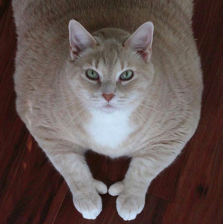 Photos of Bronson the 33-Pound Cat