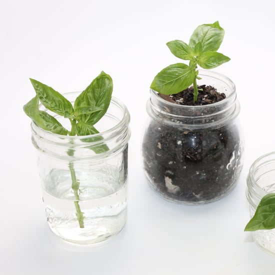 How to Grow Basil From Cuttings