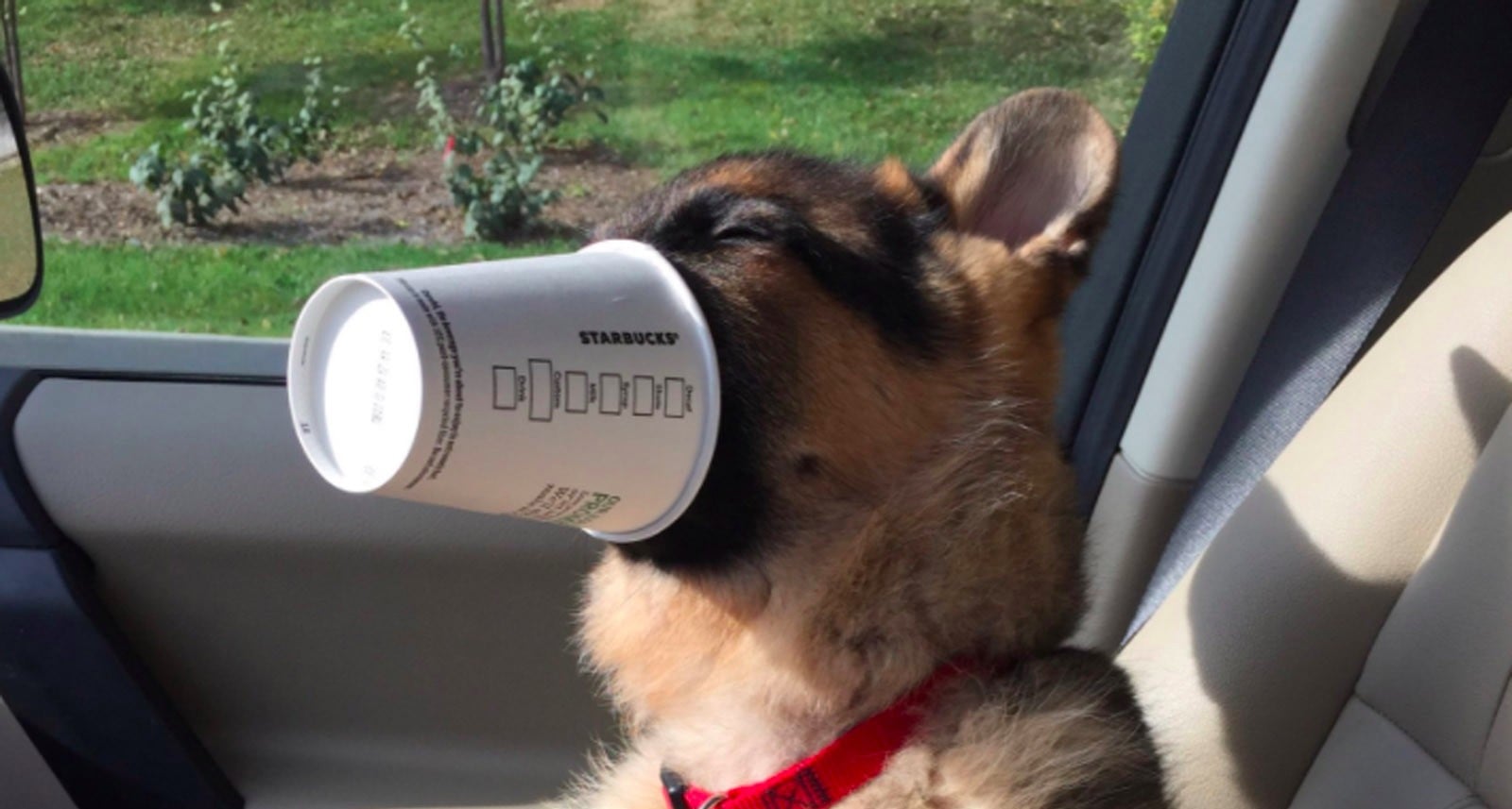 Dog With Starbucks Puppuccino | Popsugar Pets