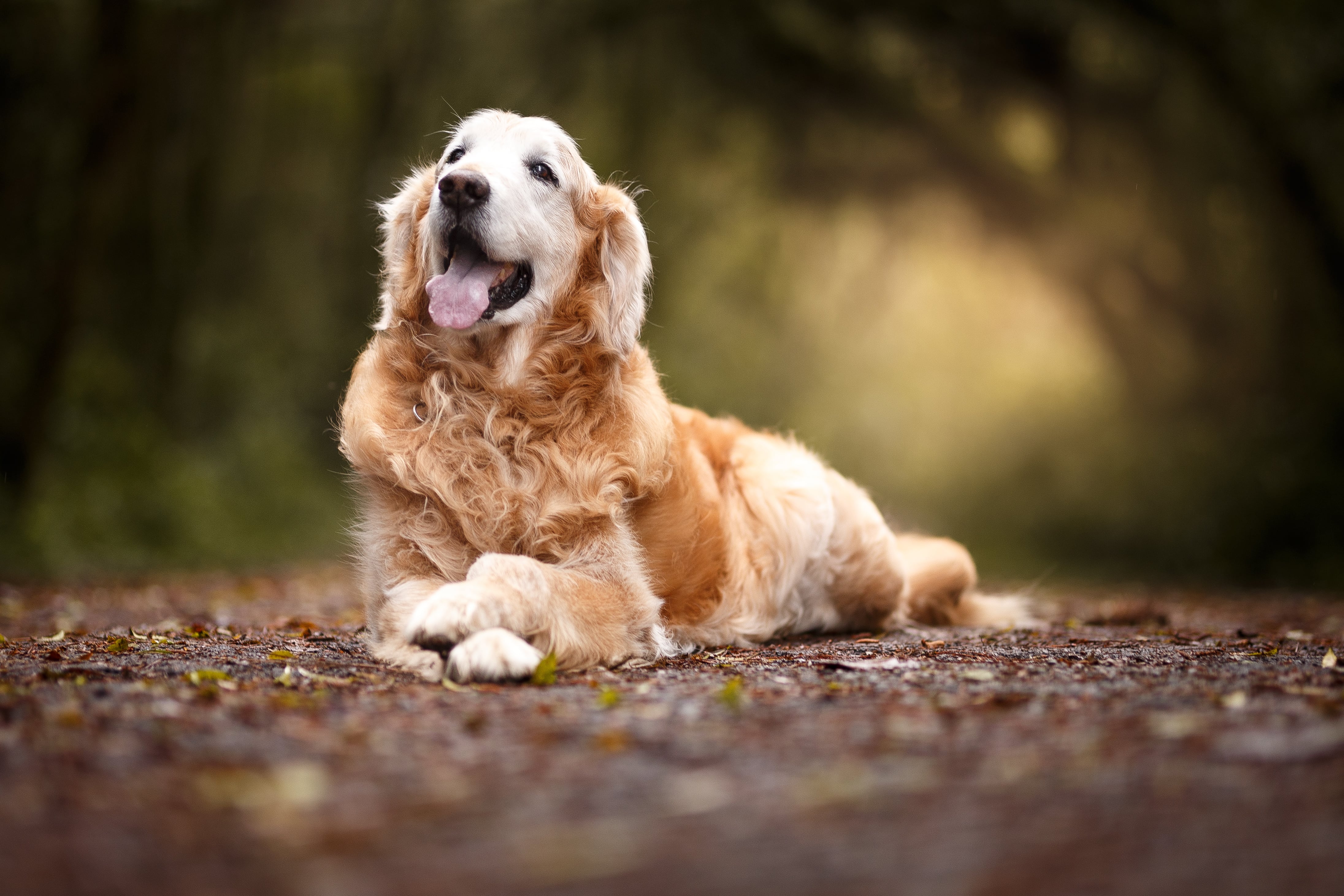 Common Golden Retriever Health Issues