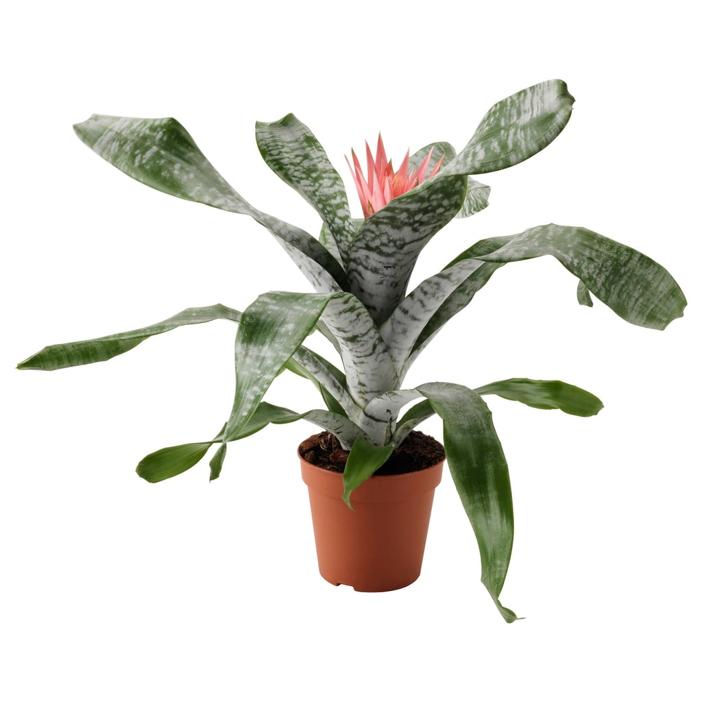 Aechmea Potted Plant