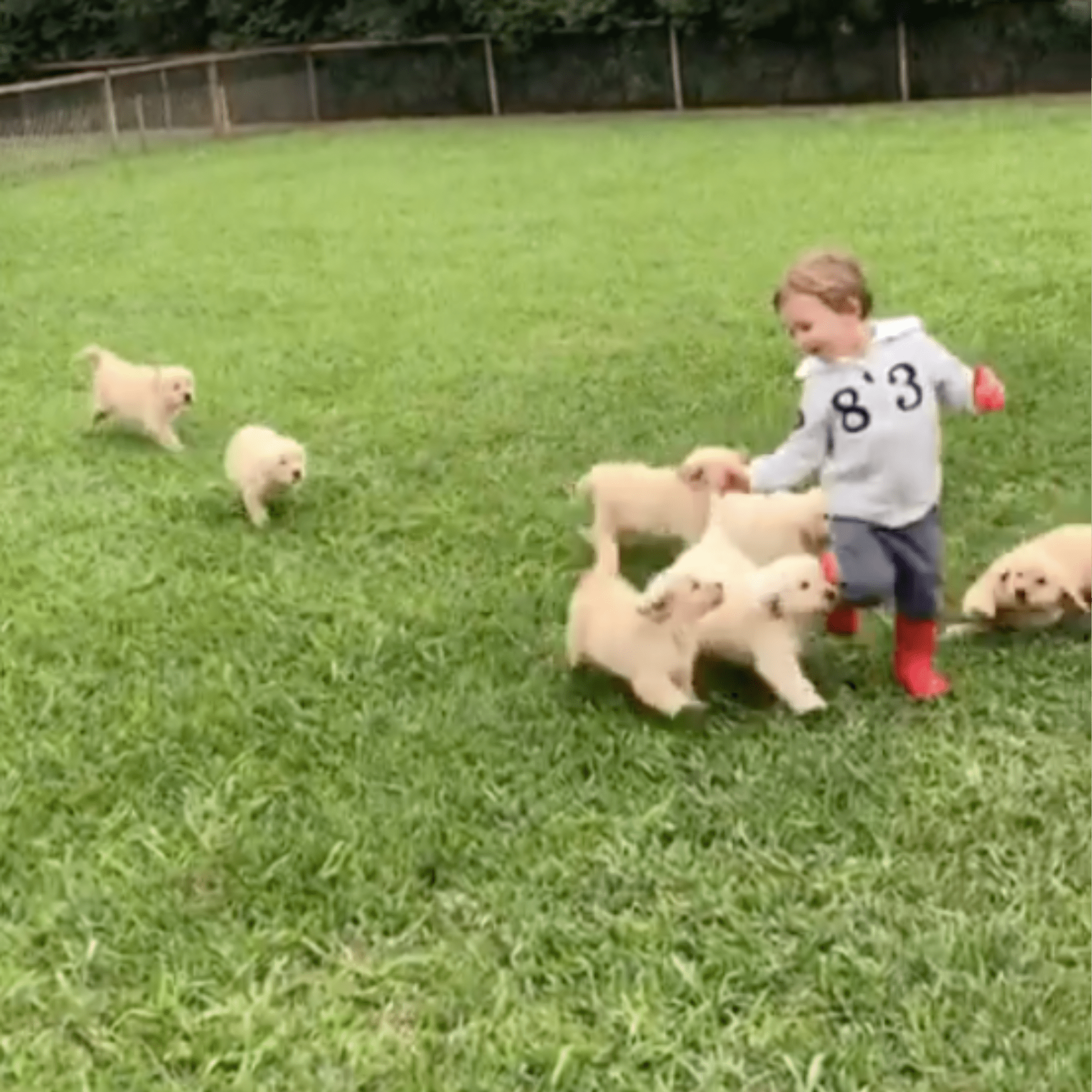 Boy Gets Tackled by Golden Retrievers POPSUGAR UK Parenting