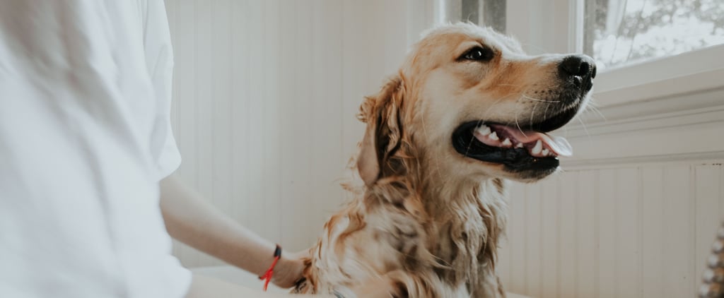 Best Grooming Products For Pets
