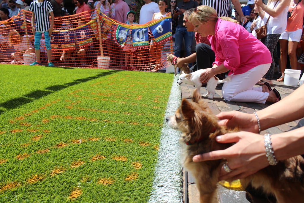 Running of the Chihuahuas in Winter Park, FL