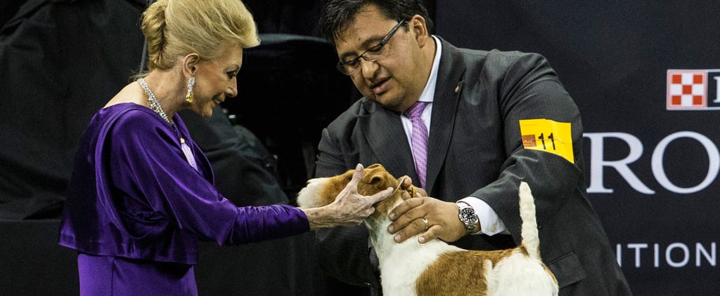 Wire Fox Terrier Wins 138th Westminster Dog Show