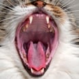 红色牙龈猫可以是一个令人担忧的迹象——这就是你需要知道的