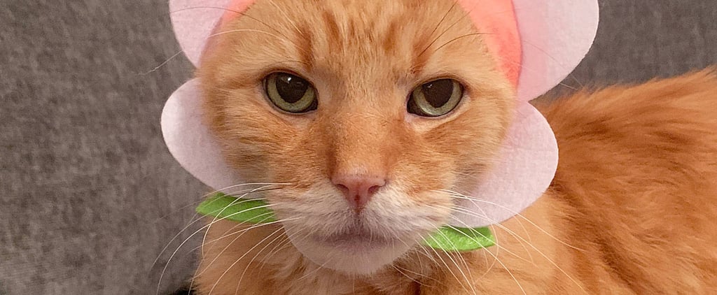 Flower Cat Cap From Urban Outfitters