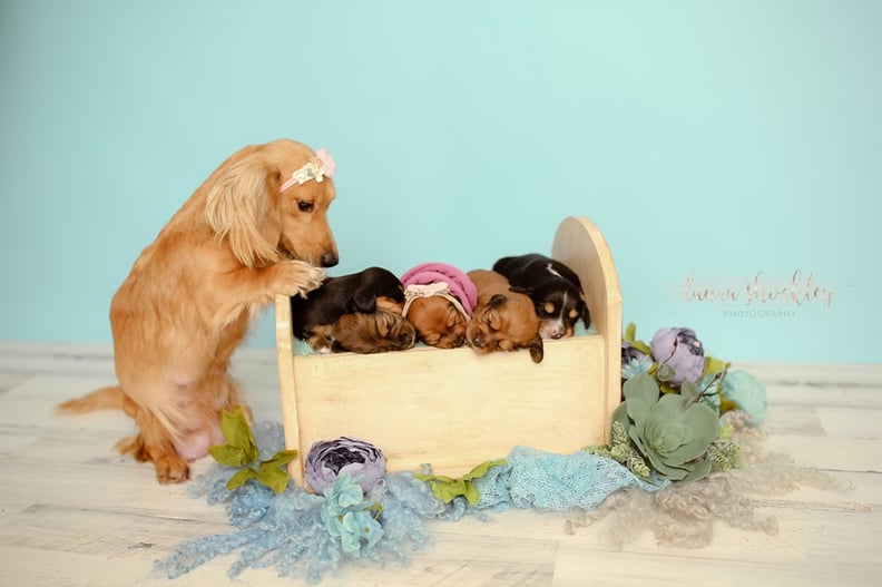 Adorable Dachshund Newborn Photo Shoot Laura Shockley POPSUGAR Pets