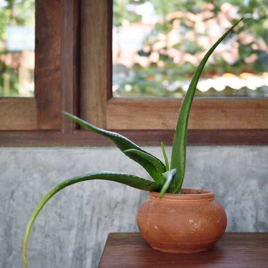Why Your Aloe Plant Might Be Drooping
