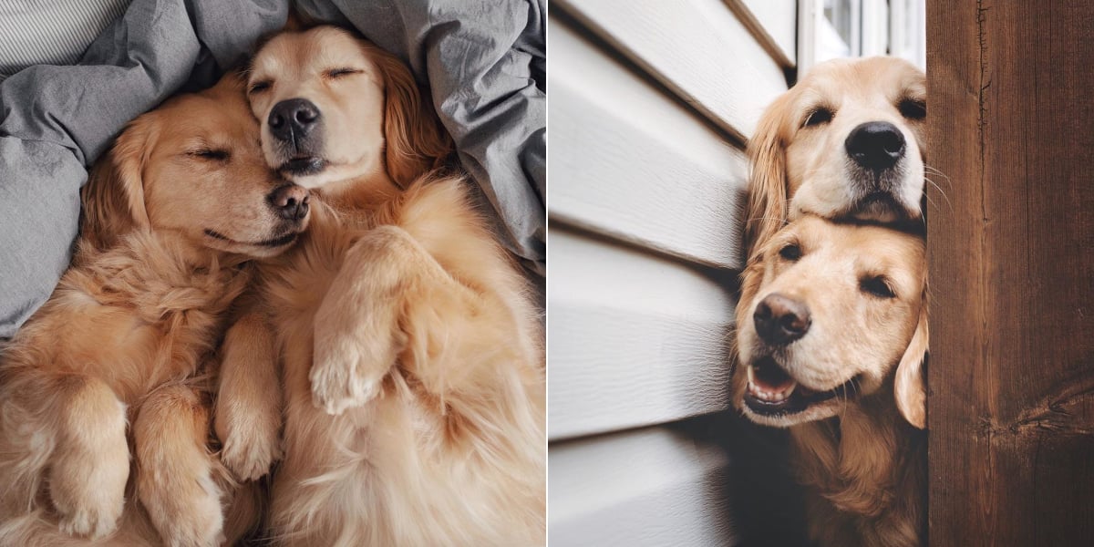 Photos of 2 Golden Retriever Best Friends POPSUGAR Pets