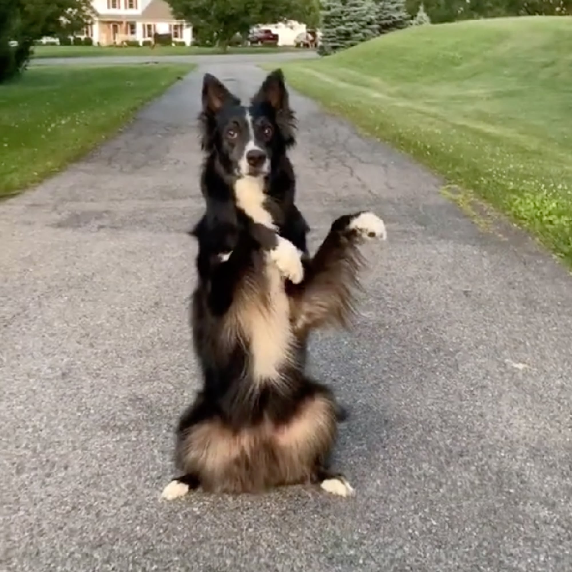 dog dancing to music in street