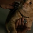 Allow Captain Marvel to Introduce You to Your Next Fuzzy Little Obsession: Goose