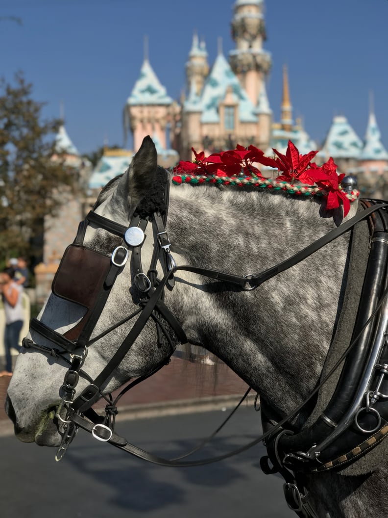 You can ride down Main Street USA in a car pulled by a very festive horse.