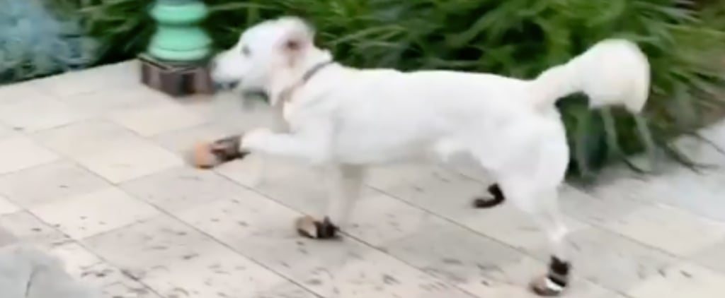 Golden Retriever Wearing Dog Booties | Video