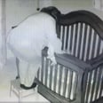 Grandma Topples Into Baby's Crib and Leaves Millions Hysterically Laughing