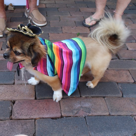 Running of the Chihuahuas in Winter Park, FL
