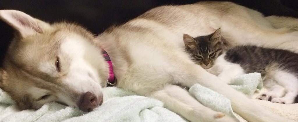 Rescued Kitten Bonds With Dog