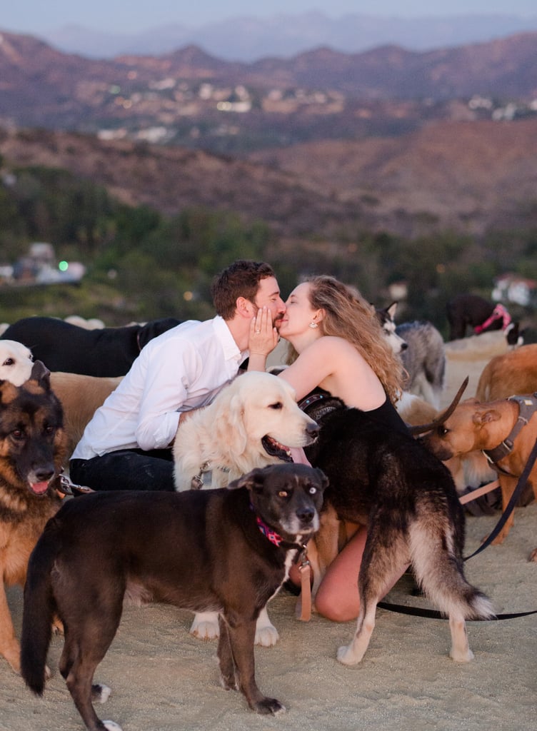 Man Proposes to His Girlfriend With 16 Dogs