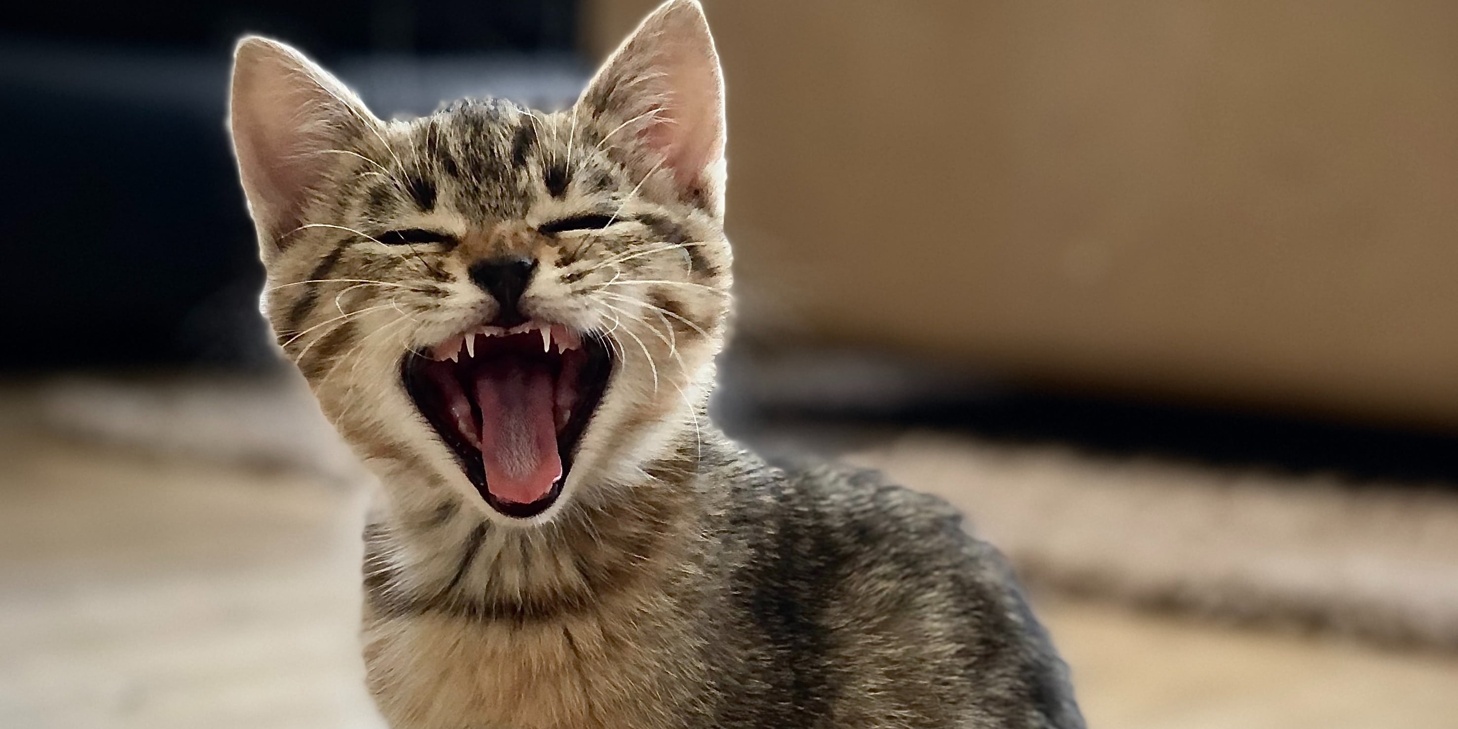 Angry Cat Sounds (See How Your Cat Reacts with these Angry Cat Noises) 