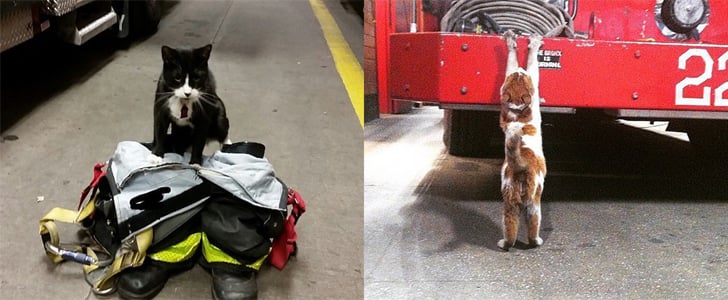 Firefighter Cats on Instagram