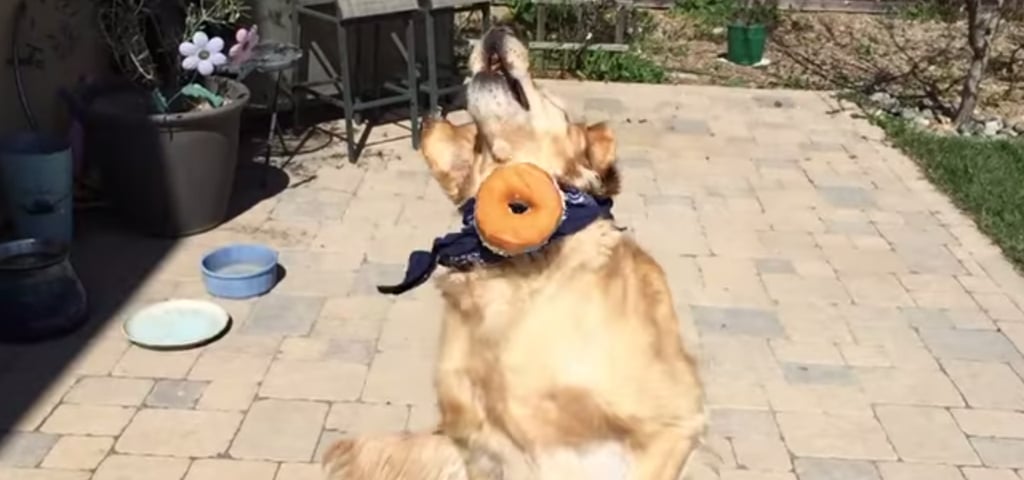 Dog Is Bad at Catching Food | Video