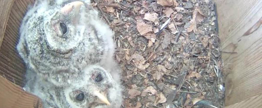 Baby Owls Video