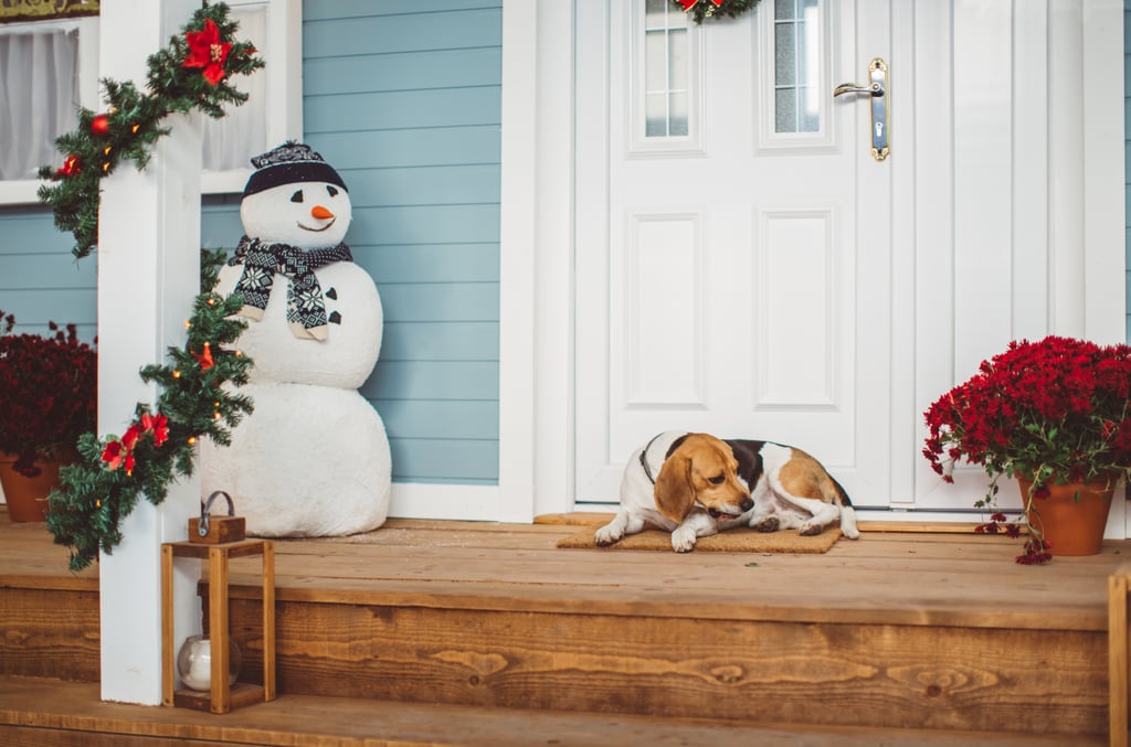 Cute Photos of Dogs in the Winter