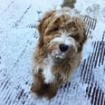 The Absolute Best Thing About the UK Snow Is the Pet Reactions to It