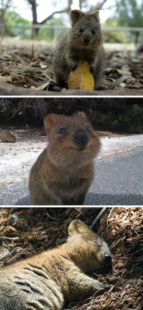 Quokka: The Happiest Animal on Earth Quokka: The Happiest Animal on Earth