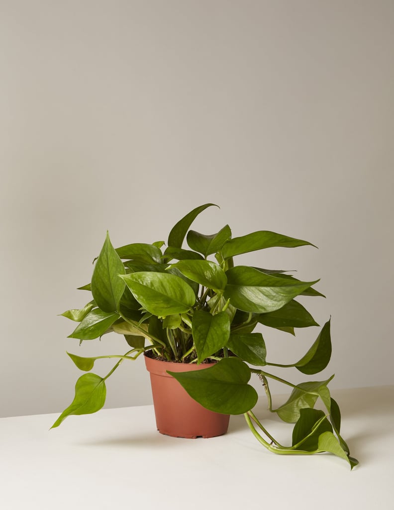 Pothos Jade