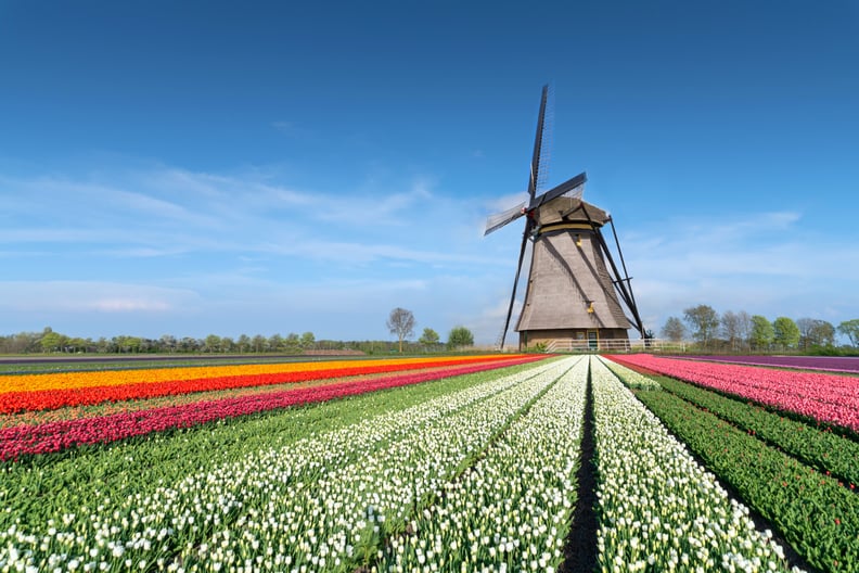 Frolic Among the Tulips in Holland