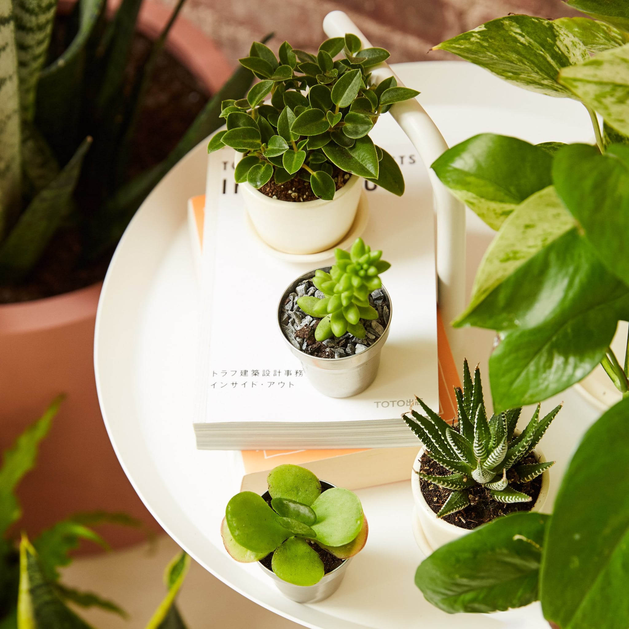Best Office Desk Plants Popsugar Home
