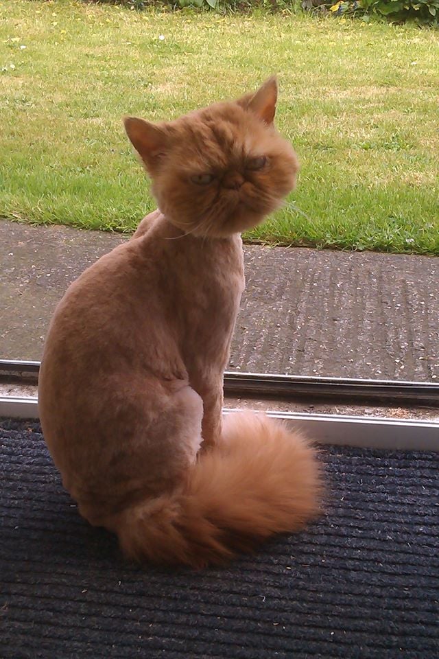 "The hot weather is coming, so my friend took his cat for a haircut."
Source: Reddit user best via Imgur