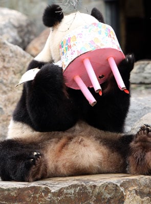 Happy Fourth Birthday, Funi! Happy Fourth Birthday, Funi!